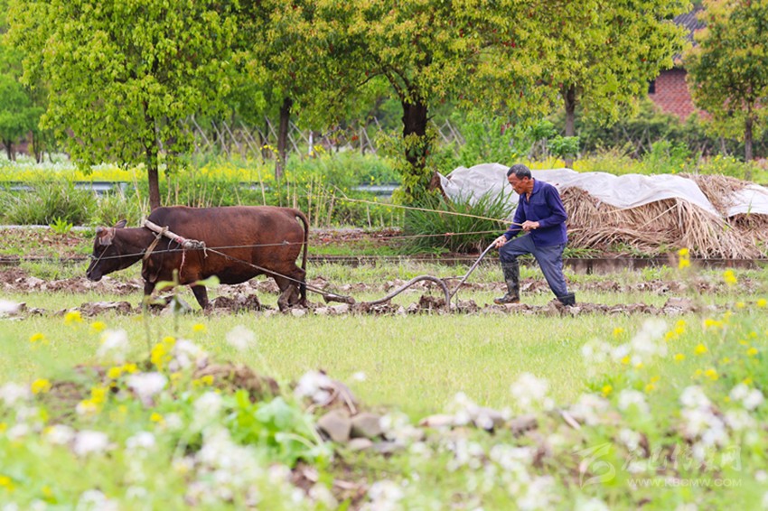 清明將至，各地農(nóng)事忙