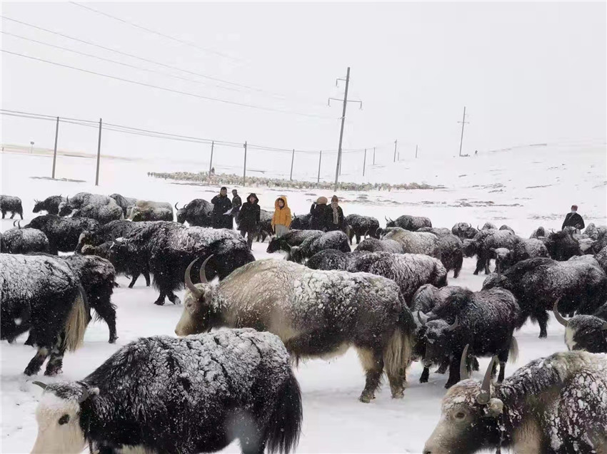 地處“云端之上”生命禁區(qū)“的農(nóng)行石渠支行80后青年益西多吉說”今年疫情流行，大伙冒雪下鄉(xiāng)送金融服務(wù)，新年首日就為農(nóng)戶發(fā)放了3000多萬元，點亮百姓牦牛致富夢，疫情終將過去，筑夢春天，我們協(xié)力點燃牧民發(fā)展信心“.jpg