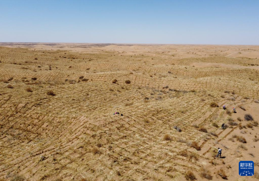 2024年4月10日，群眾在古浪縣八步沙林場麻黃塘沙區(qū)用草方格壓沙。新華社發(fā)（無人機照片）
