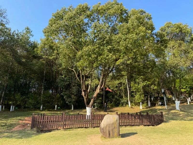 習近平同志為福建省長汀縣水土保持科教園捐種的香樟樹。圖源：學習時報